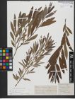 Foto von Salix triandra L. x Salix viminalis L.